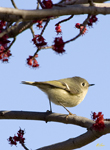 Ruby crowned Kinglet 3430